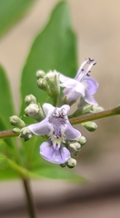 Vitex