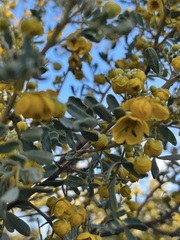 Senna artemisioides coriacea