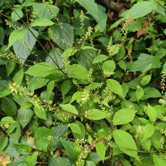 Achyranthes