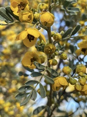 Senna artemisioides coriacea