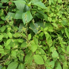 Achyranthes