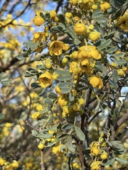 Senna artemisioides coriacea
