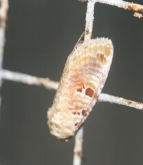 Diastema tigris