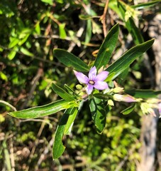 Billardiera cymosa