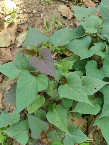 sweet potato