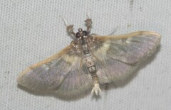 Apilocrocis brumalis