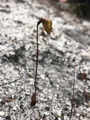Caleana nigrita
