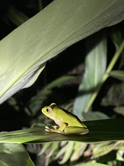 Zhangixalus prasinatus