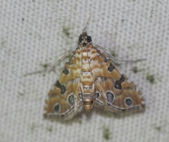 Ommatospila narcaeusalis