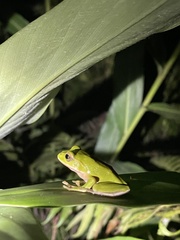 Zhangixalus prasinatus
