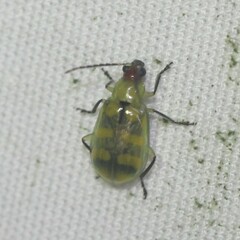 Diabrotica balteata