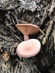 Lactarius eucalypti