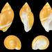 Olive Snails and Allies - Photo (c) H. Zell, some rights reserved (CC BY-SA)