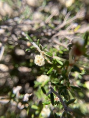 Spyridium eriocephalum