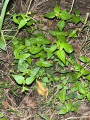 Galinsoga parviflora