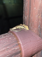 Eutropis longicaudata