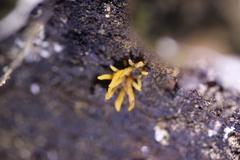Calocera cornea