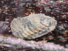 Acanthopleura gemmata