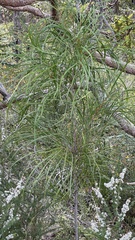 Persoonia longifolia