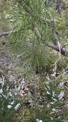 Persoonia longifolia