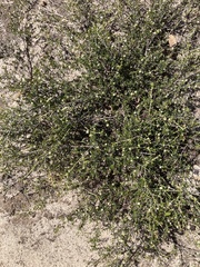 Spyridium eriocephalum