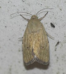 Heliocheilus paradoxus