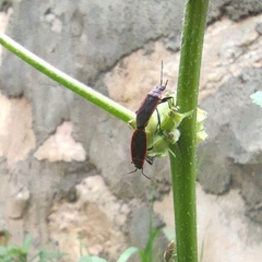 Pyrrhocoris