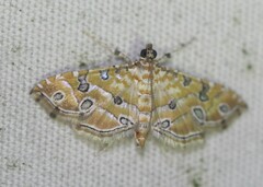 Ommatospila narcaeusalis