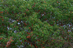 Albizia versicolor image