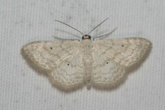 Scopula benitaria