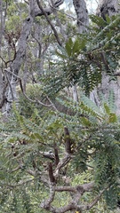 Banksia grandis