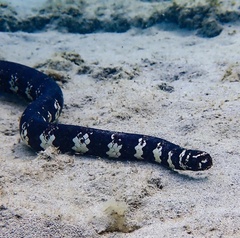 Emydocephalus annulatus