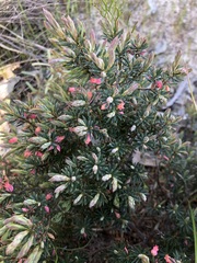 Brachyloma ericoides