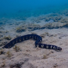 Emydocephalus annulatus