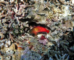 Labracinus cyclophthalmus