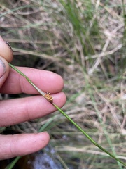 Chorizandra cymbaria
