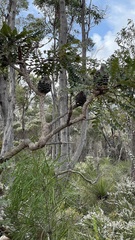 Banksia grandis