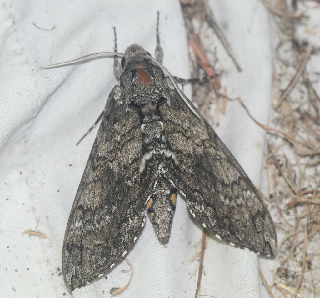 Carolina Sphinx from South Side, Corpus Christi, TX, USA on October 01 ...