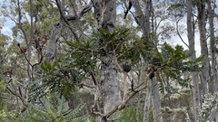 Banksia grandis