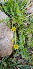 Hyoseris scabra