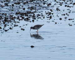 Tringa totanus