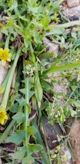 Hyoseris scabra