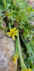 Hyoseris scabra