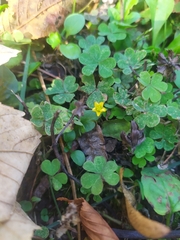 Oxalis corniculata