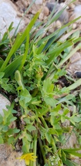 Hyoseris scabra