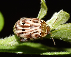 Calotheca