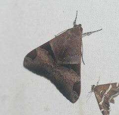 Melipotis fasciolaris