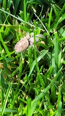 Phidippus carolinensis