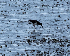 Haematopus ostralegus