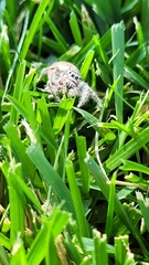 Phidippus carolinensis